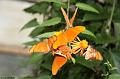 papillons